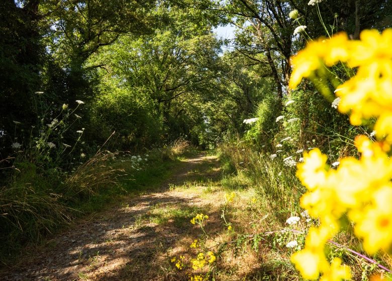 Sentier du Noyer