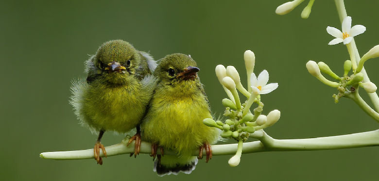 Oiseaux des jardins