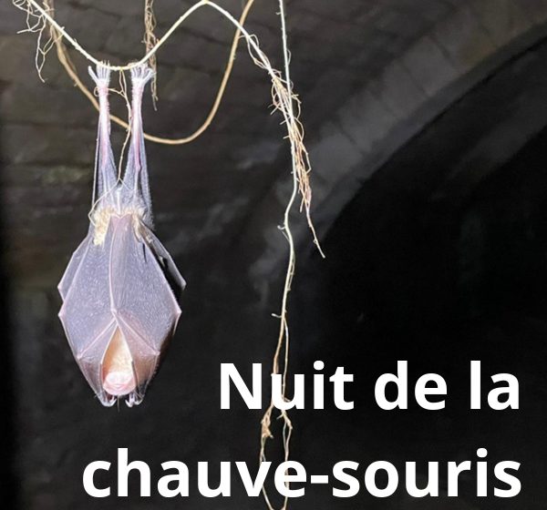 Nuit de la chauve-souris à La Roche-sur-Yon